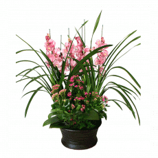 심비디움