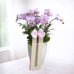 연분홍색 서양란