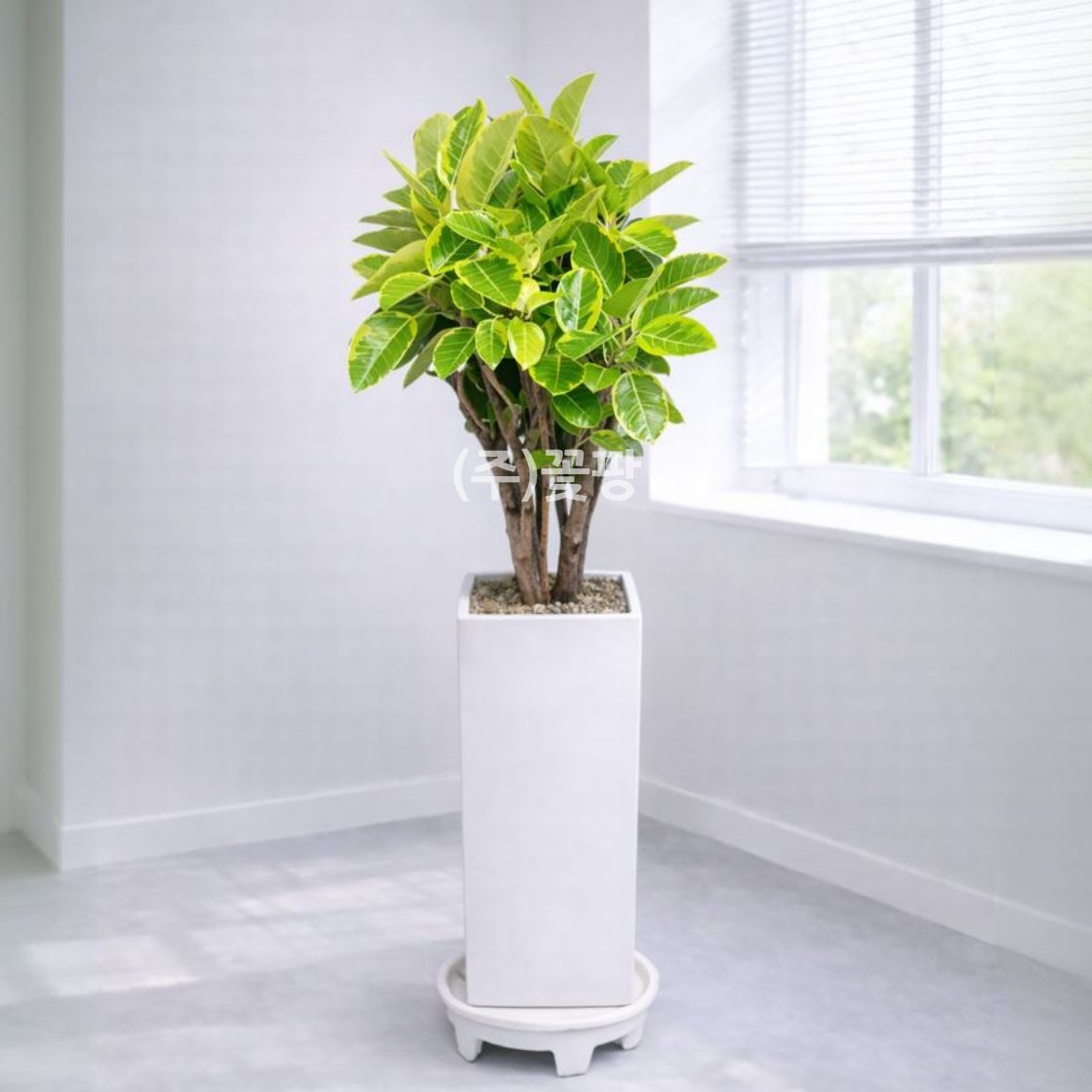 뱅갈고무나무(D)