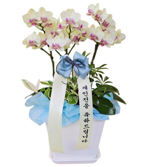 호접(연핑크)